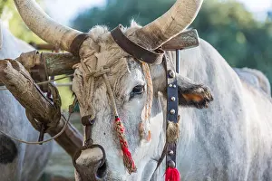Antlers Prints: Beautiful bulls with long horns, nose ring tied with ropes and decorated bands