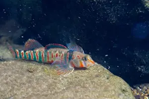 Colorful Fish Prints: Beautiful candy darter displaying on a riverbed