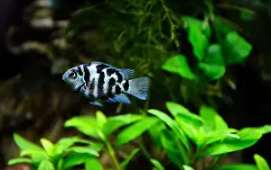 Animals In Captivity Prints: A beautiful Cichlasoma blue parrot Cichlid. It's an American cichlid
