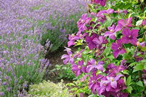 Climber Prints: Beautiful clematis flowers in foreground and lavender on background not in focus