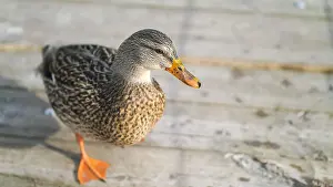 Blurred Background Prints: A beautiful close up wildlife photograph of a female mallard duck or hen standing on a wooden bridge or boardwalk on a