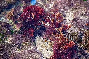 Aquatic Organism Prints: Beautiful colorful coral reefs on the beach