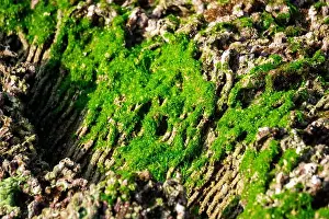 Aquatic Organism Prints: Beautiful colorful coral reefs on the beach