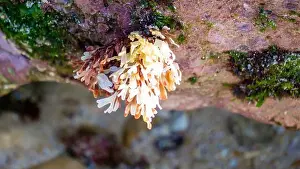 Aquatic Organism Prints: Beautiful colorful coral reefs on the beach