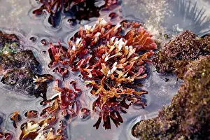 Aquatic Organism Prints: Beautiful colorful coral reefs on the beach