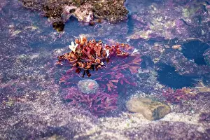 Aquatic Organism Prints: Beautiful colorful coral reefs on the beach