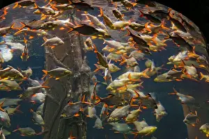 Isolated On Black Prints: Beautiful Colorful Fish in the Colorful Coral Reef in an Ocean with Nemo