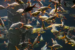 Isolated On Black Prints: Beautiful Colorful Fish in the Colorful Coral Reef in an Ocean with Nemo