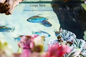 Isolated On Black Prints: Beautiful Colorful Fish in the Colorful Coral Reef in an Ocean with Nemo