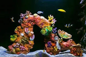 Isolated On Black Prints: Beautiful Colorful Fish in the Colorful Coral Reef in an Ocean with Nemo