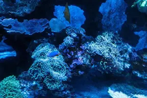 Isolated On Black Prints: Beautiful Colorful Fish in the Colorful Coral Reef in an Ocean with Nemo