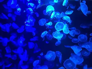 Jellyfishes Prints: Beautiful colorful poisonous box jellyfish