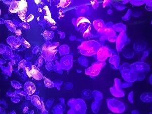 Jellyfishes Prints: Beautiful colorful poisonous box jellyfish