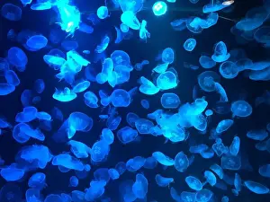Jellyfishes Prints: Beautiful colorful poisonous box jellyfish