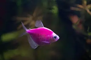 Exotic Fish Prints: Beautiful colorful tropical fish swimming in an aquarium