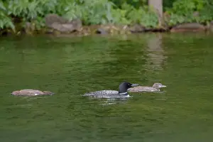Lake Shore Prints: A beautiful Common Loon adult and two chicks on calm water near the shore of a Minnesota lake