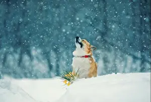 Precipitation Prints: beautiful corgi dog sits under the snow next to yellow crocus flowers in early spring