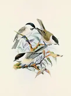 Bird Print Prints: A beautiful digital artwork of classic birds. Vintage-style bird illustration. Titmouse