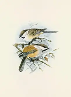 Bird Print Prints: A beautiful digital artwork of classic birds. Vintage-style bird illustration. Titmouse
