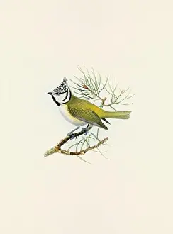 Bird Print Prints: A beautiful digital artwork of classic birds. Vintage-style bird illustration