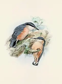 Bird Print Prints: A beautiful digital artwork of classic birds. Vintage-style bird illustration