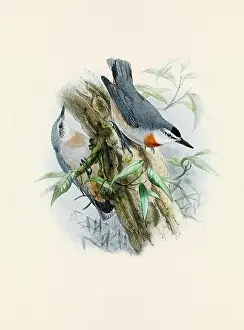 Bird Print Prints: A beautiful digital artwork of classic birds. Vintage-style bird illustration