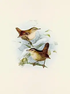 Bird Print Prints: A beautiful digital artwork of classic birds. Vintage-style bird illustration