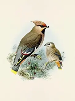 Bird Print Prints: A beautiful digital artwork of classic birds. Vintage-style bird illustration