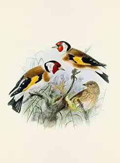Bird Print Prints: A beautiful digital artwork of classic birds. Vintage-style bird illustration
