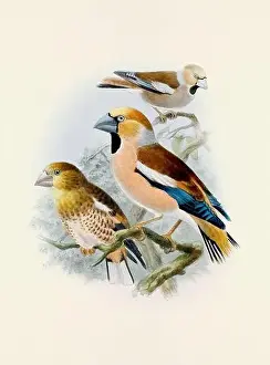 Bird Print Prints: A beautiful digital artwork of classic birds. Vintage-style bird illustration