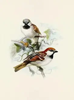 Bird Print Prints: A beautiful digital artwork of classic birds. Vintage-style bird illustration. Sparrow