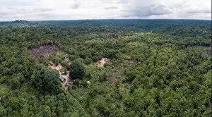 Amazon Rainforest Prints: Beautiful drone aerial view of Amazon rainforest trees
