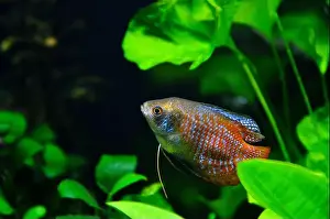 Animals In Captivity Prints: A beautiful dwarf gourami. is a species of gourami native to South Asia