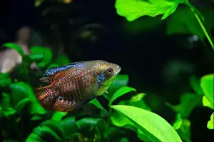 Animals In Captivity Prints: A beautiful dwarf gourami. is a species of gourami native to South Asia