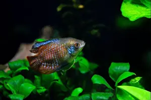 Animals In Captivity Prints: A beautiful dwarf gourami. is a species of gourami native to South Asia