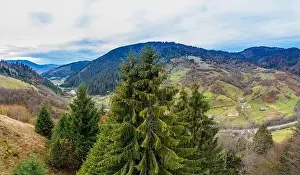 Dzembronya Prints: Beautiful evergreen spruce trees on a mountain ridge in the Carpathians in warm autumn in Ukraine near the village
