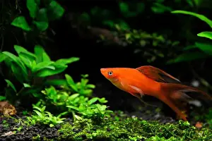 Exotic Fish Prints: Beautiful fish Hi Fin Lyretail Swordtail also called Xiphophorus helleri