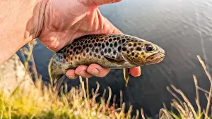 Bait Prints: Beautiful fish wild brown trout caught on spinner on river at Galway