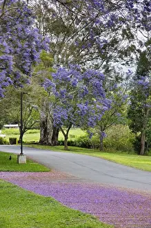 Buenos Aires Prints: Beautiful flowering jacaranda trees in upcountry maui