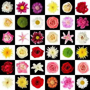 Lilies Prints: Beautiful flowers. Different flowers collage