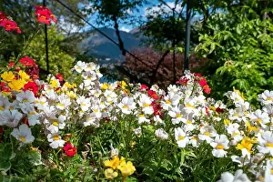 Como Lake Prints: Beautiful flowers and garden in Tremezzo - Como lake in Italy