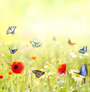 Dreams Prints: beautiful flowery meadow in summer with pastel colors and many colorful butterflies fly on a beautiful sunny day