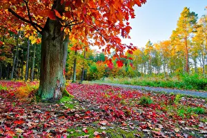 Golden Green Prints: Beautiful forest in autumn, many vibrant colors around