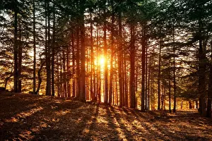 Beautiful forest landscape, bright sunlight makes its way through the trunks of pines
