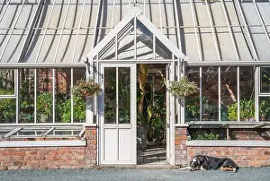 Allotment Prints: A beautiful formal Victorian style greenhouse and in an English country garden with a lazy dog fast asleep