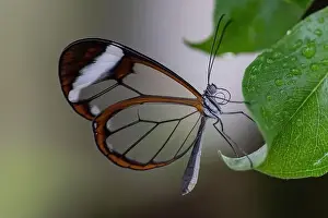 Amazon Rainforest Prints: Beautiful Glasswing Butterfly (Greta oto) on a leaf with raindrops in a summer garden