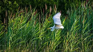 Long Legs Prints: A beautiful great white egret flying over the lake in south Ontario of Canada