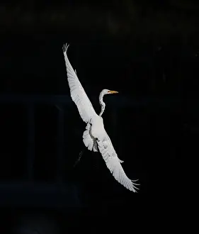 Long Legs Prints: A beautiful great white egret flying over the lake in south Ontario of Canada