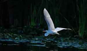 Long Legs Prints: A beautiful great white egret flying over the lake in south Ontario of Canada