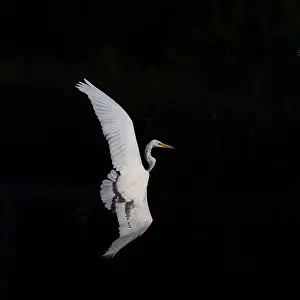 Long Legs Prints: A beautiful great white egret flying over the lake in south Ontario of Canada